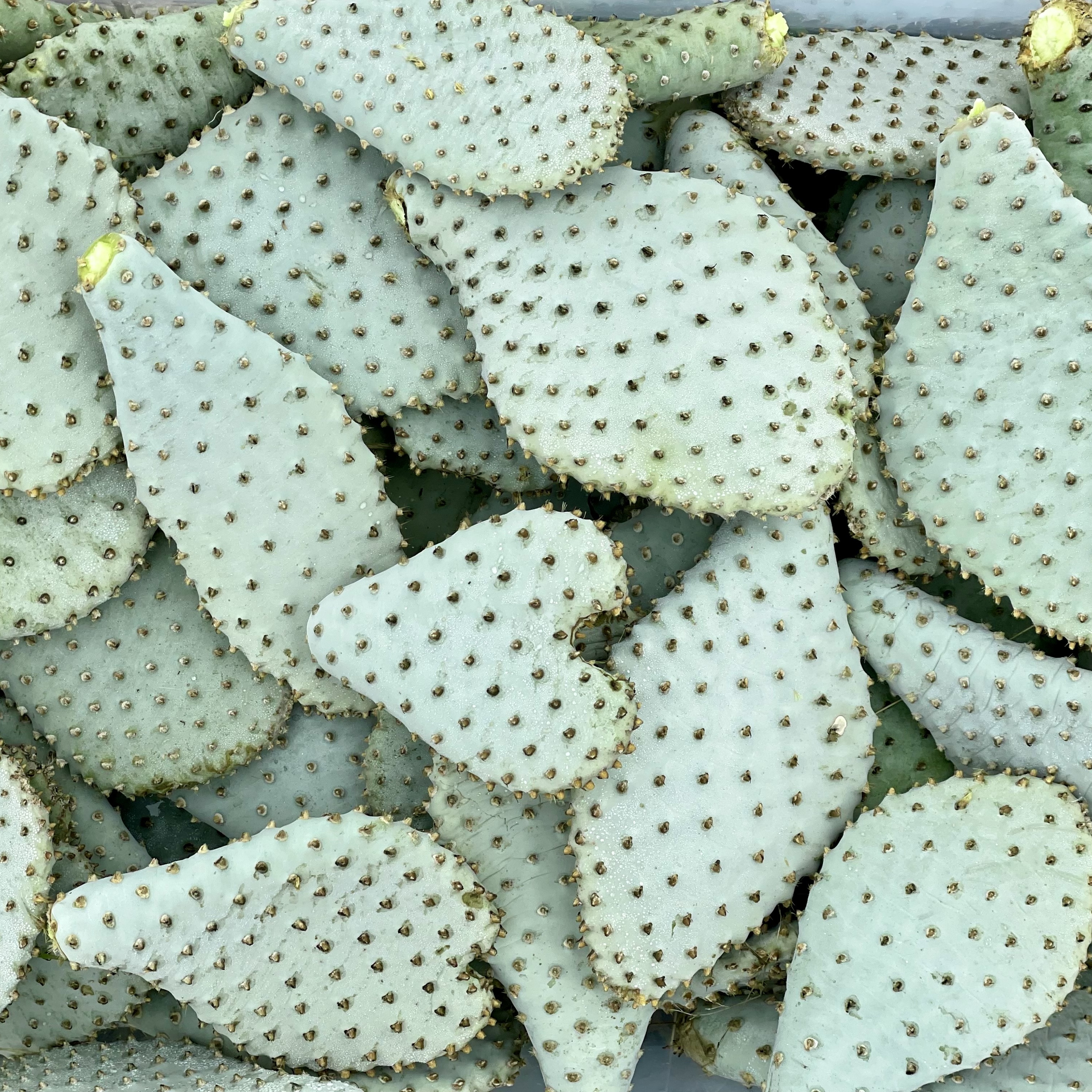 Volunteer Day: Bakersfield Cactus Collection - logo